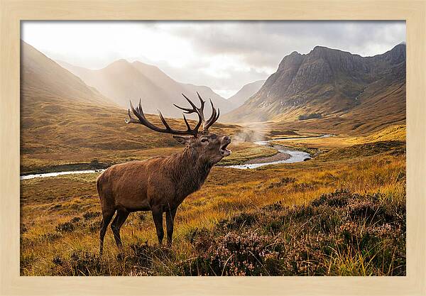 Majestic Stag In The Forest