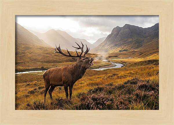 Majestic Stag In The Forest