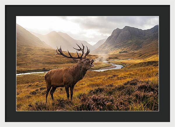 Majestic Stag In The Forest