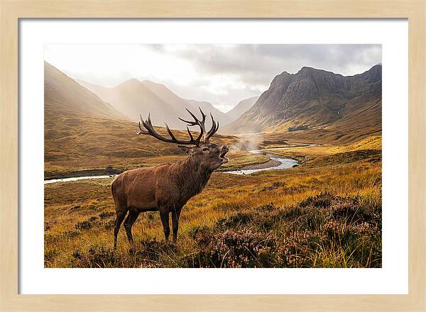Majestic Stag In The Forest