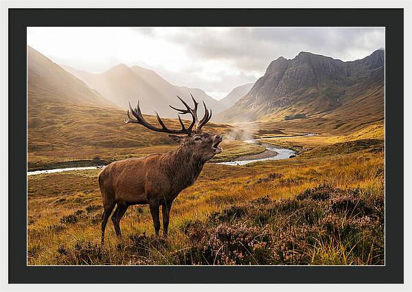 Majestic Stag In The Forest