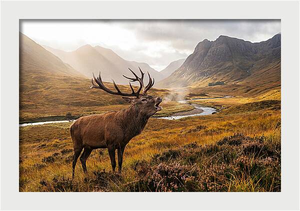 Majestic Stag In The Forest