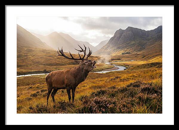 Majestic Stag In The Forest