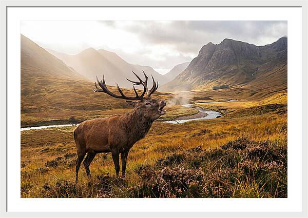 Majestic Stag In The Forest