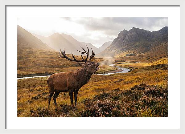 Majestic Stag In The Forest