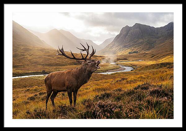 Majestic Stag In The Forest