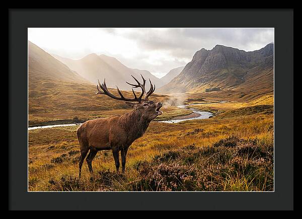 Majestic Stag In The Forest