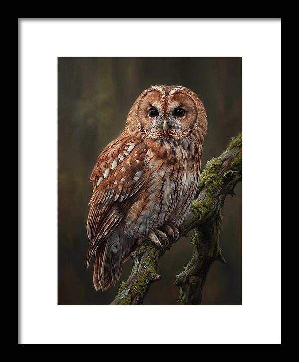 Majestic Tawny Owl Observation