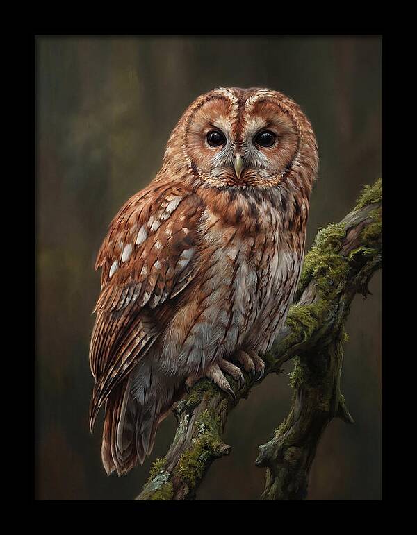 Majestic Tawny Owl Observation