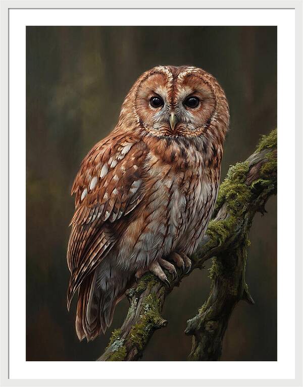 Majestic Tawny Owl Observation