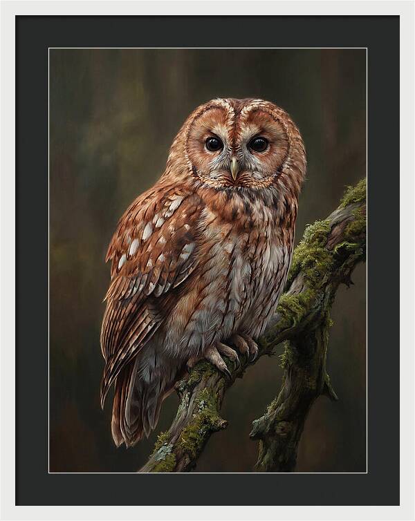 Majestic Tawny Owl Observation