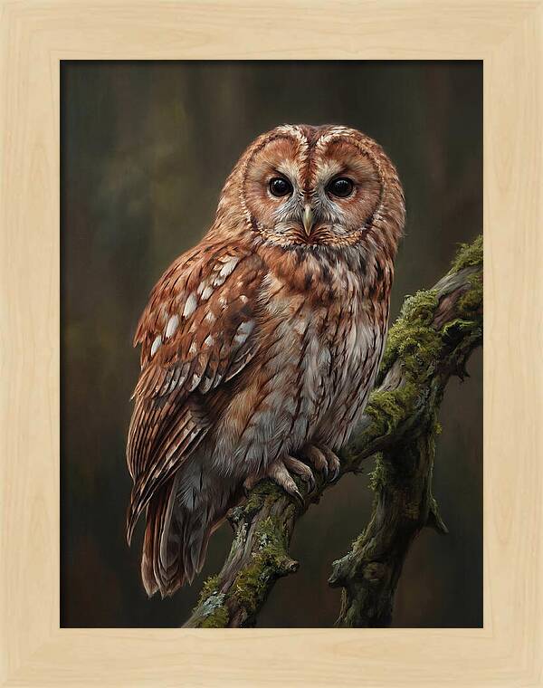 Majestic Tawny Owl Observation