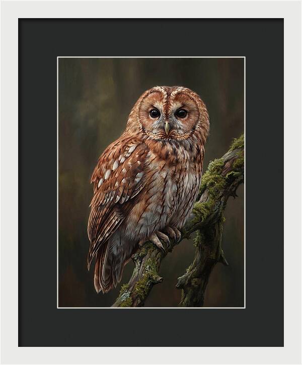 Majestic Tawny Owl Observation