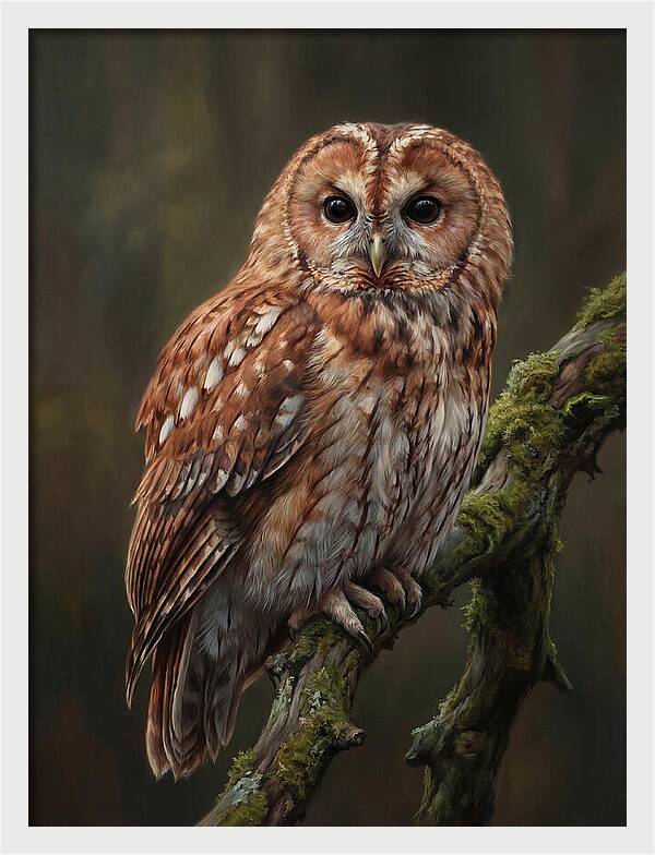 Majestic Tawny Owl Observation