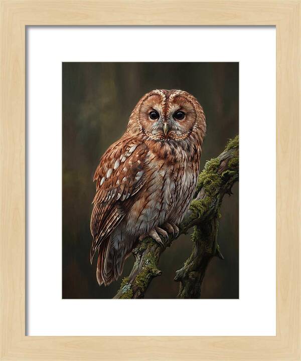 Majestic Tawny Owl Observation