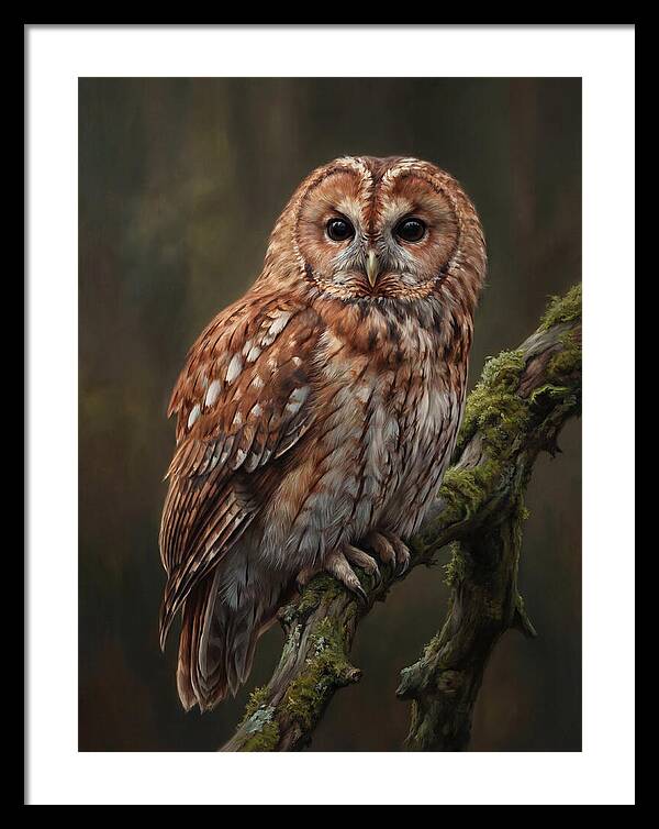 Majestic Tawny Owl Observation