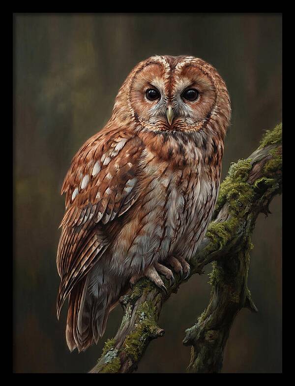 Majestic Tawny Owl Observation