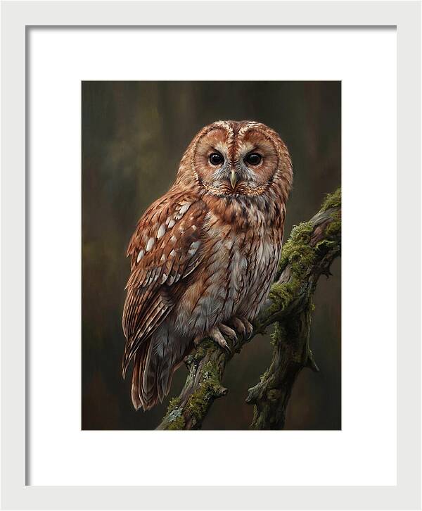 Majestic Tawny Owl Observation