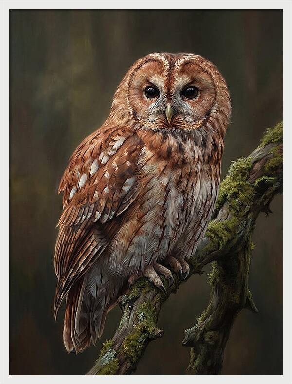 Majestic Tawny Owl Observation