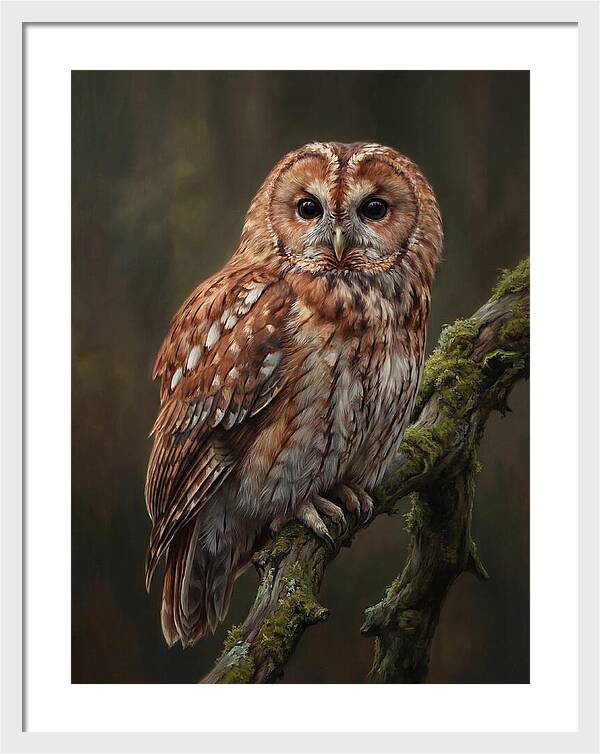 Majestic Tawny Owl Observation