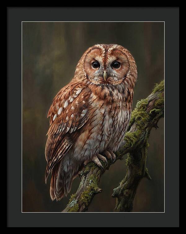 Majestic Tawny Owl Observation