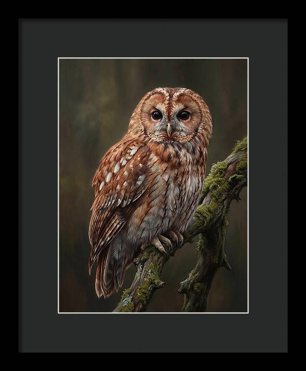 Majestic Tawny Owl Observation