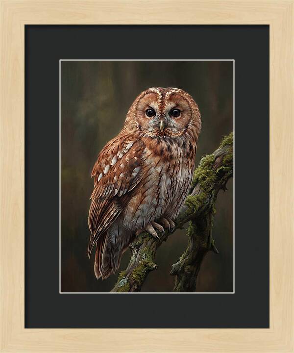 Majestic Tawny Owl Observation