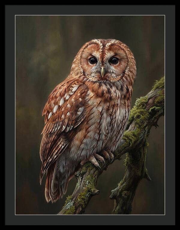 Majestic Tawny Owl Observation