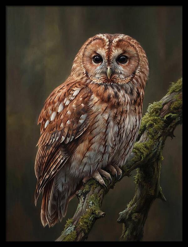 Majestic Tawny Owl Observation
