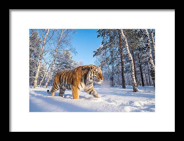 Majestic Tiger Amidst Snow