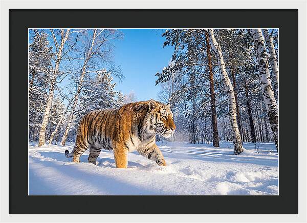 Majestic Tiger Amidst Snow