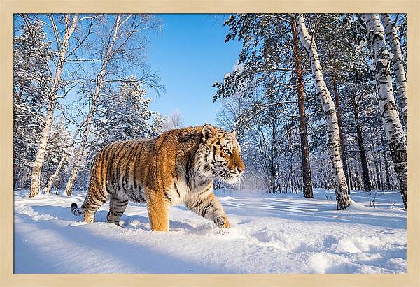 Majestic Tiger Amidst Snow