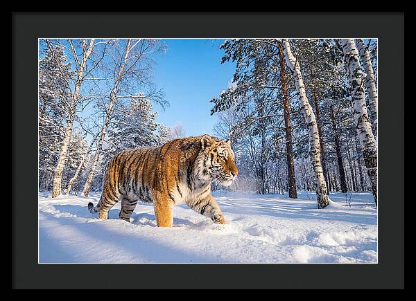 Majestic Tiger Amidst Snow