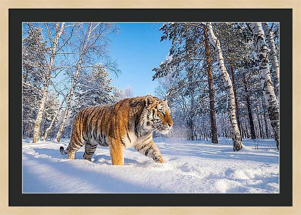 Majestic Tiger Amidst Snow