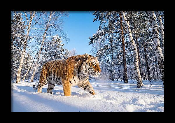 Majestic Tiger Amidst Snow