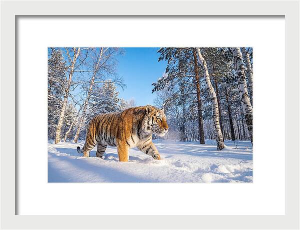 Majestic Tiger Amidst Snow