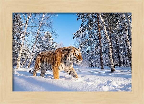 Majestic Tiger Amidst Snow