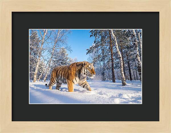 Majestic Tiger Amidst Snow