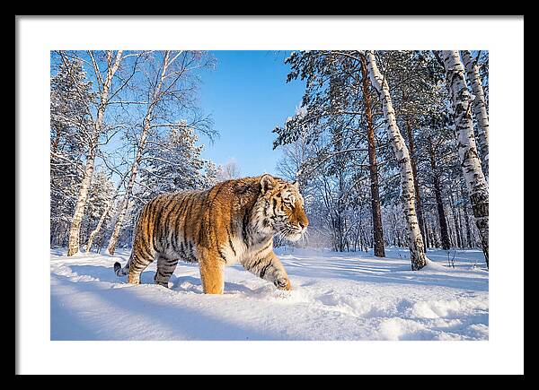 Majestic Tiger Amidst Snow
