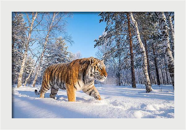 Majestic Tiger Amidst Snow