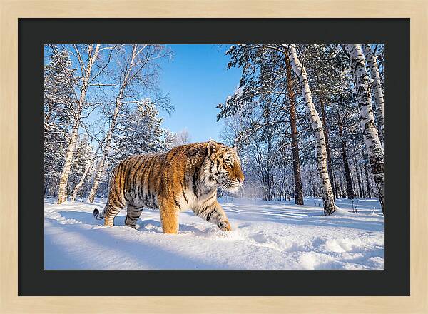 Majestic Tiger Amidst Snow