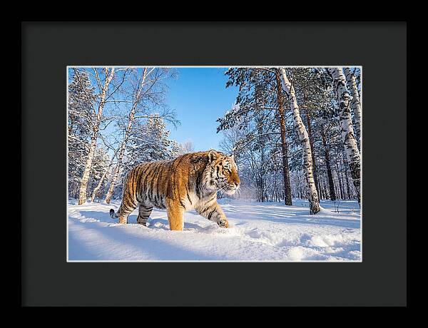 Majestic Tiger Amidst Snow