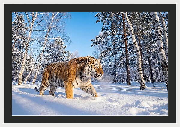Majestic Tiger Amidst Snow