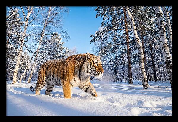 Majestic Tiger Amidst Snow