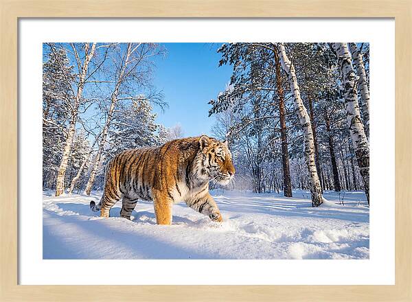Majestic Tiger Amidst Snow