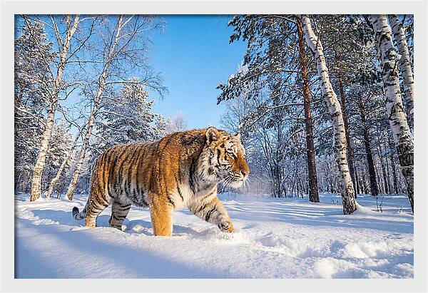 Majestic Tiger Amidst Snow