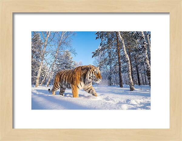 Majestic Tiger Amidst Snow