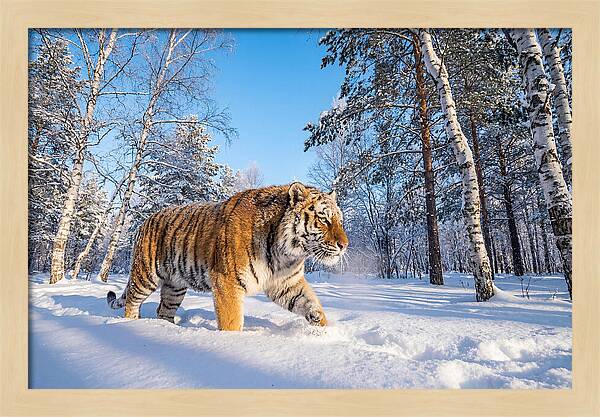 Majestic Tiger Amidst Snow