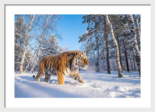 Majestic Tiger Amidst Snow