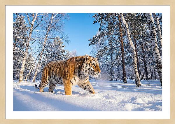 Majestic Tiger Amidst Snow